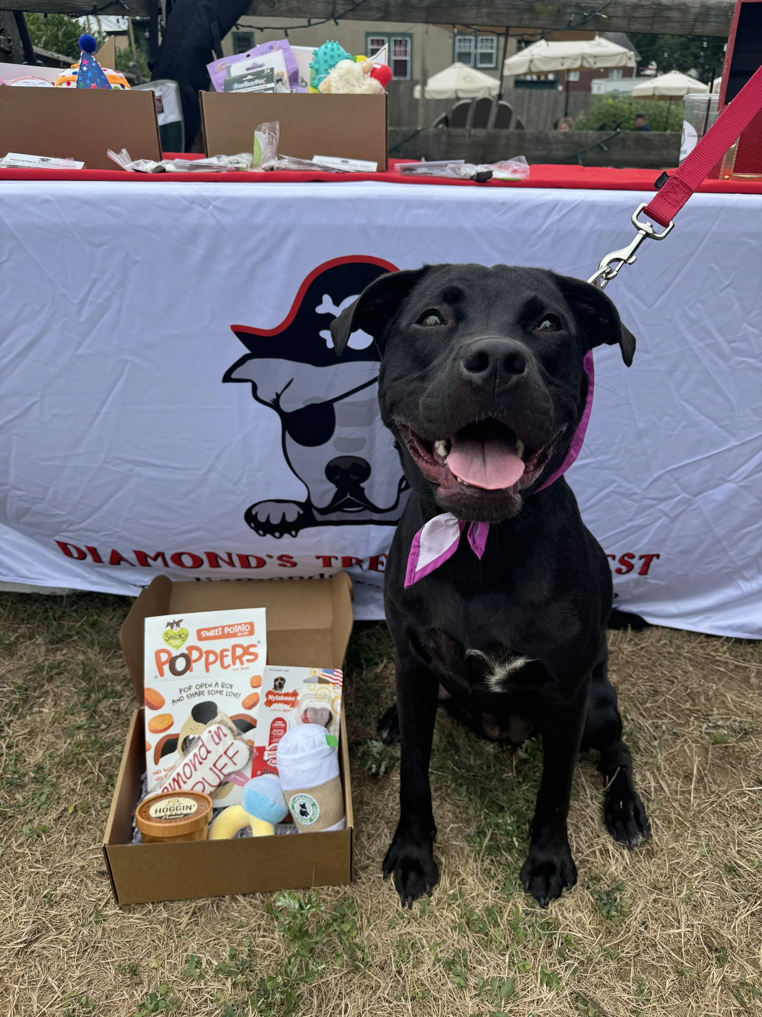 Diamond's Favorites Dog Gift Box — Diamond's Treasure Chest